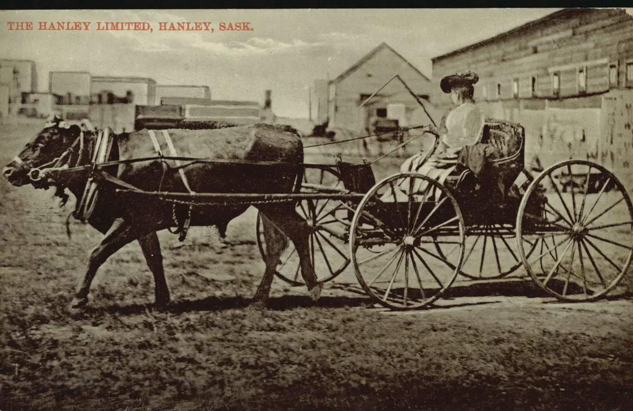The Hanley Limited: woman in an ox-drawn buggy, about 1913