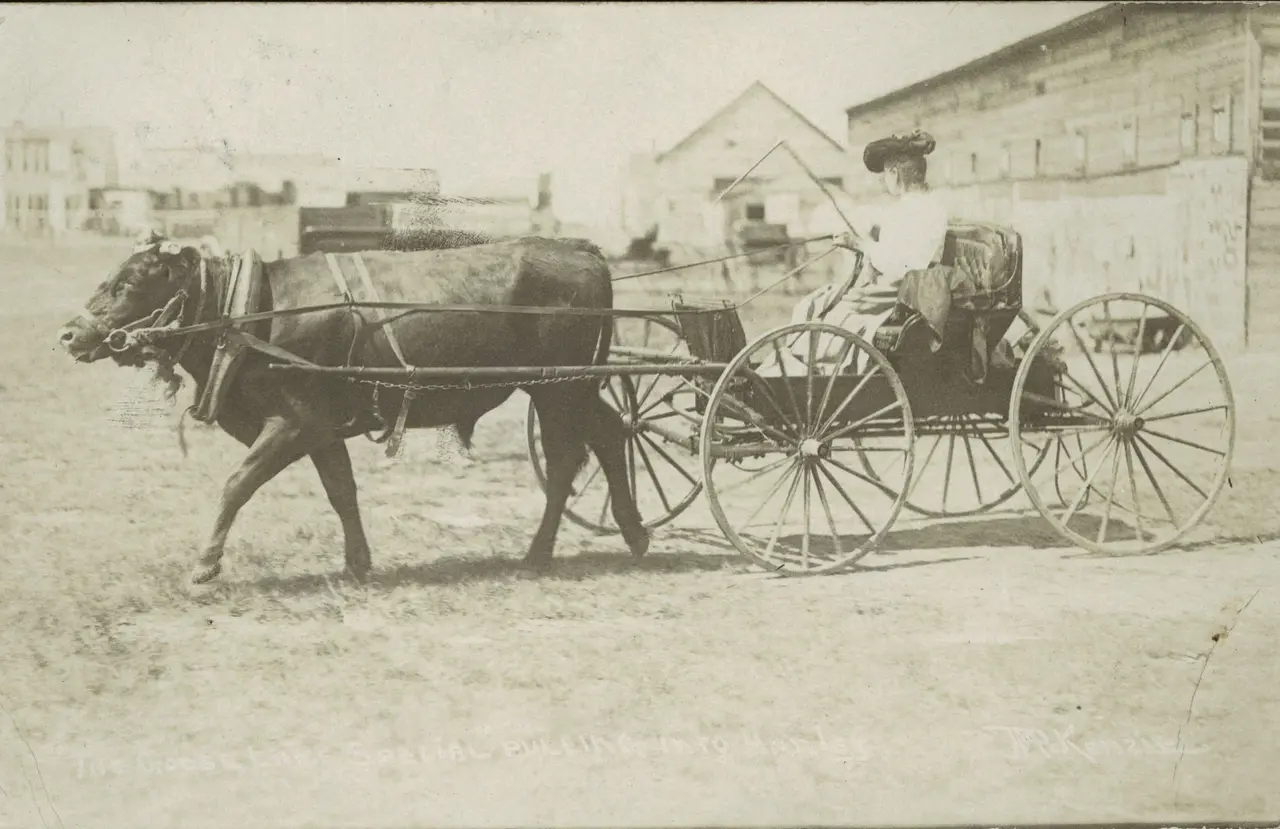 Woman in a buggy pulled by an ox, Hanley, about 1910