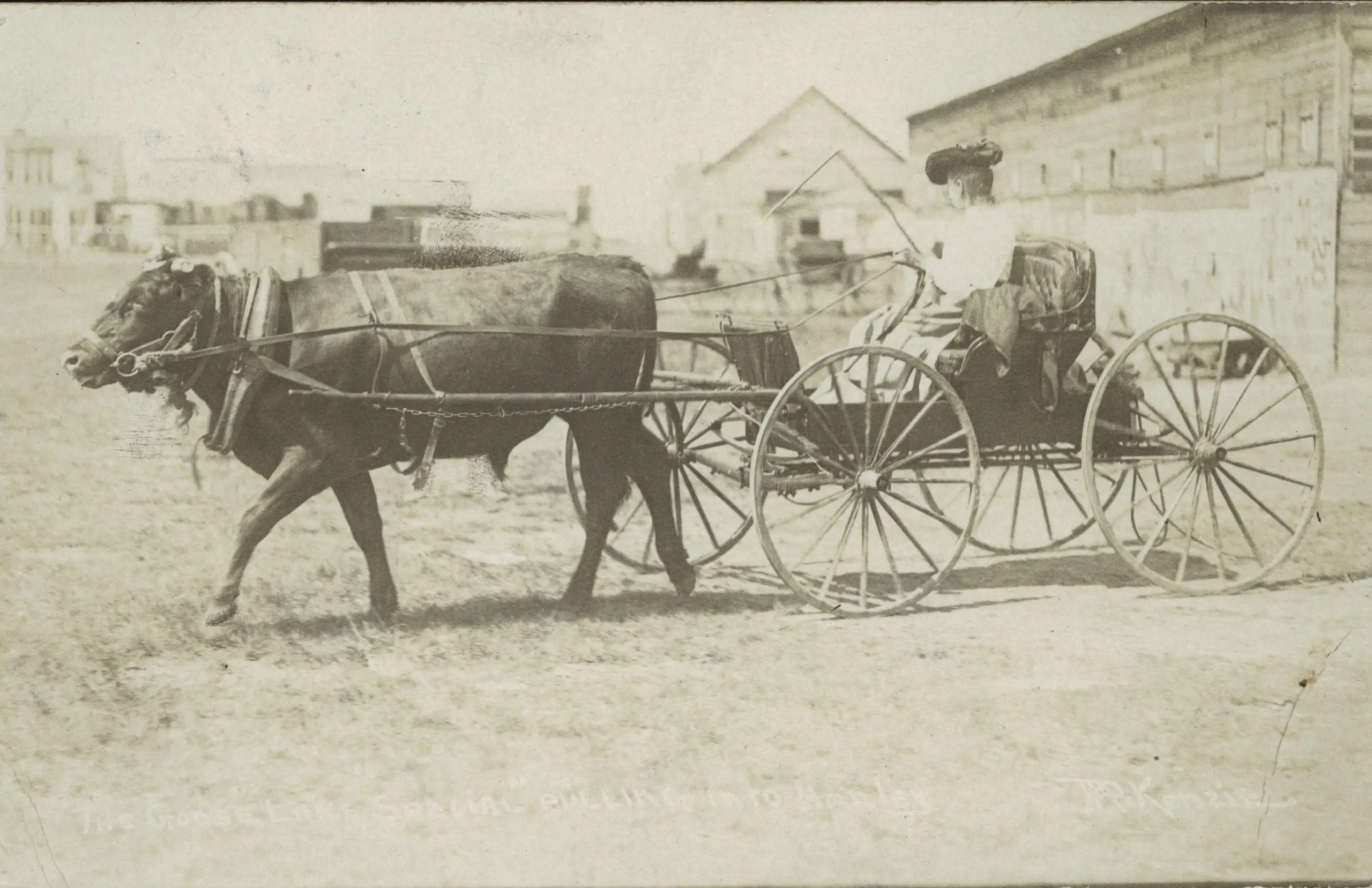 Woman in a buggy pulled by an ox, Hanley