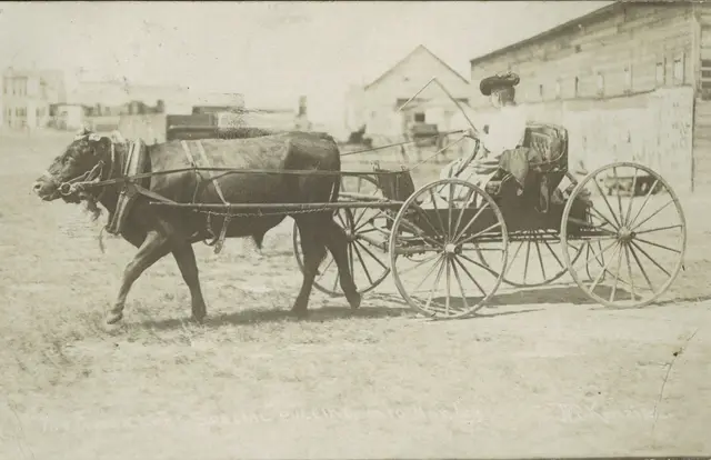 Woman in a buggy pulled by an ox, Hanley