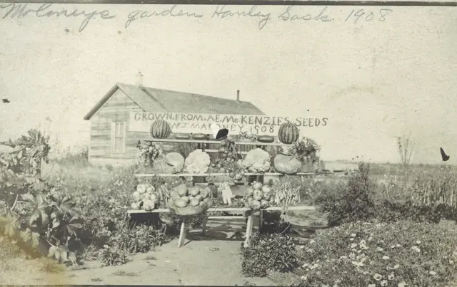 Maloney's garden vegetable display, Hanley